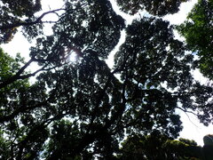 Protorhus longifolia