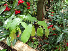 Monanthotaxis caffra