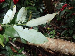 Monanthotaxis caffra