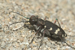Cicindela hybrida