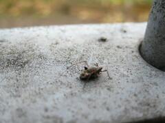 Tuberolachnus salignus