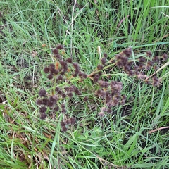 Juncus lomatophyllus