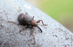 Anthonomus bituberculatus