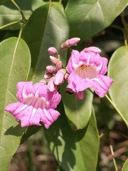 Fridericia