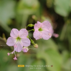 Commicarpus chinensis