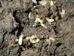 Termitinae