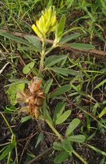 Eriosema laurentii