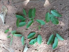 Fridericia