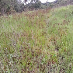 Juncus lomatophyllus