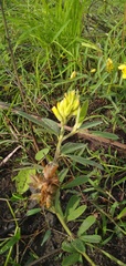 Eriosema laurentii