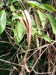 Fridericia