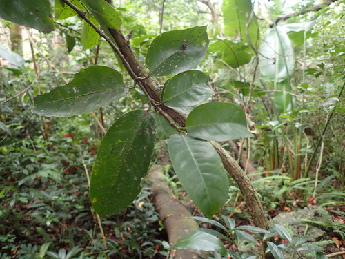 Cassipourea gummiflua, photograph 6