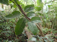 Cassipourea gummiflua, photograph (c) Mahomed Desai, some rights reserved (CC BY)