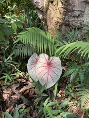 Caladium bicolor