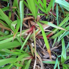 Juncus lomatophyllus