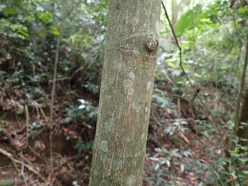 Image of Cassipourea gummiflua by (c) Mahomed Desai, some rights reserved (CC BY)