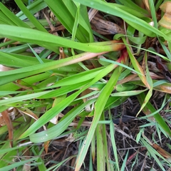Juncus lomatophyllus