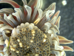 Anthopleura biscayensis