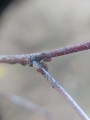 Symydobius oblongus