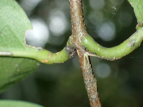 Image of Cassipourea gummiflua by (c) Mahomed Desai, some rights reserved (CC BY)