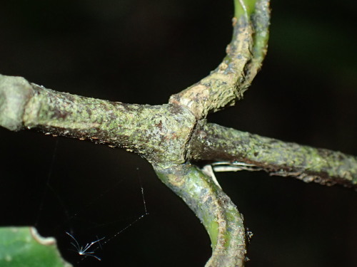 Image of Cassipourea gummiflua by (c) Mahomed Desai, some rights reserved (CC BY)