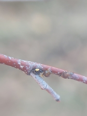 Symydobius oblongus