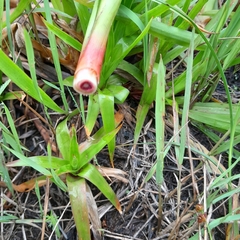 Juncus lomatophyllus
