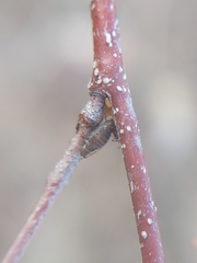 Symydobius oblongus