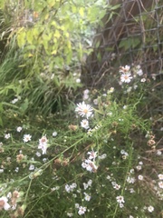 Symphyotrichum dumosum