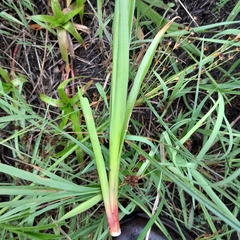 Juncus lomatophyllus