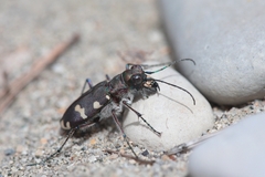 Cicindela hybrida