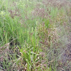 Juncus lomatophyllus