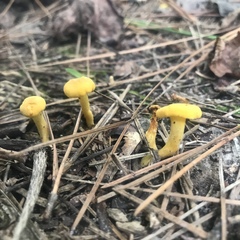 Cantharellus minor