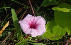 Ipomoea blepharophylla