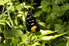 Hypolimnas anthedon wahlbergi