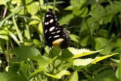 Hypolimnas anthedon wahlbergi
