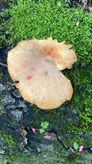 Rhodotus palmatus