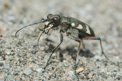 Cicindela hybrida