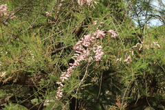 Tamarix gallica