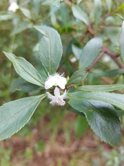 Myoporum petiolatum