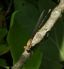 Argia