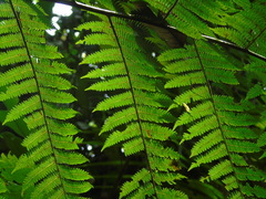 Cyatheaceae
