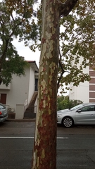 Platanus