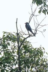 Dicrurus hottentottus