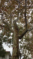 Platanus