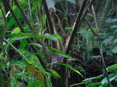 Cyatheaceae