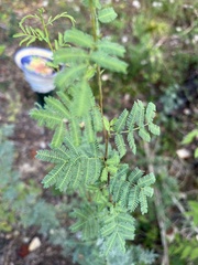 Desmanthus illinoensis