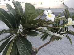Plumeria