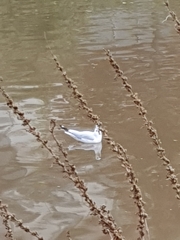 Chroicocephalus ridibundus