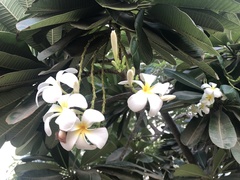 Plumeria